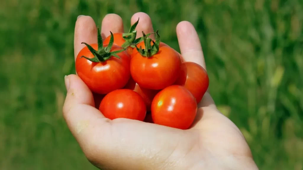 How To Harvest Cherry Tomatoes