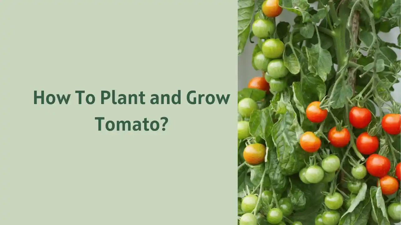 how-to-plant-and-grow-tomatoes-gardentoollife