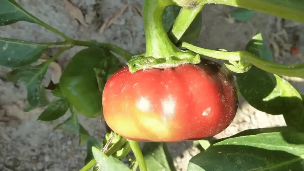 Identifying Sunscald in Tomatoes