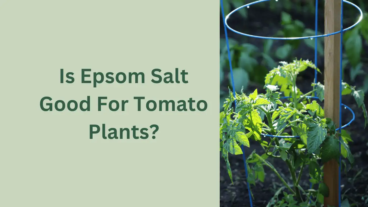 Is Epsom Salt Good For Tomato Plants? 4 Things It Won’t Do!