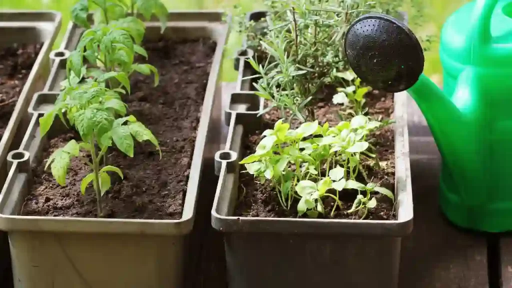 Planting tomatoes and marigolds in Containers