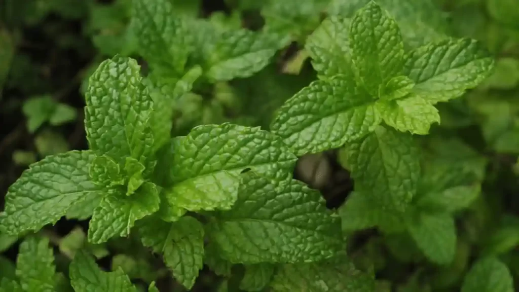 mint and tomatoes