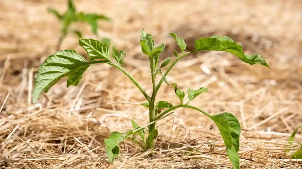 tomato mulching