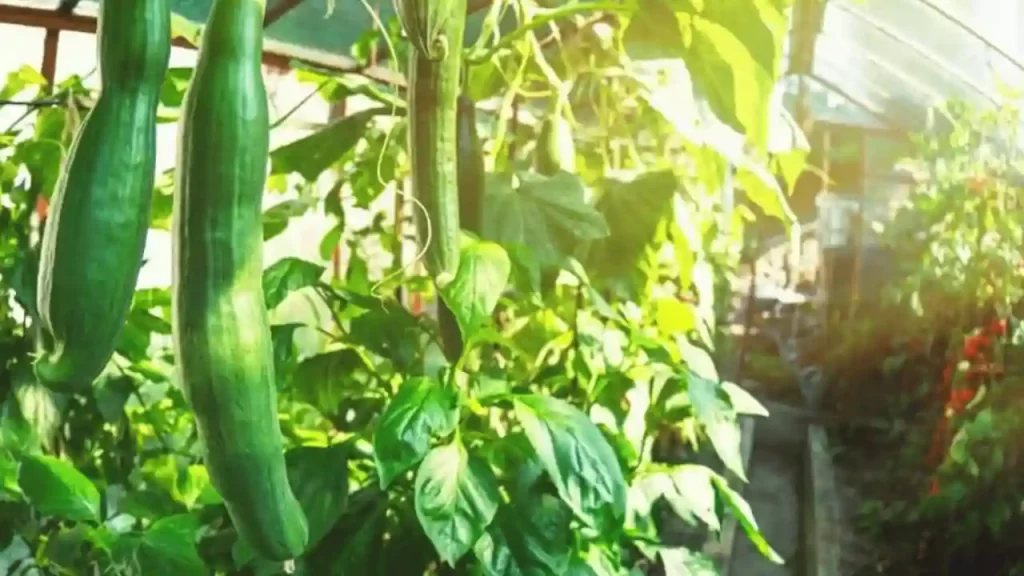 one plant shading another plant