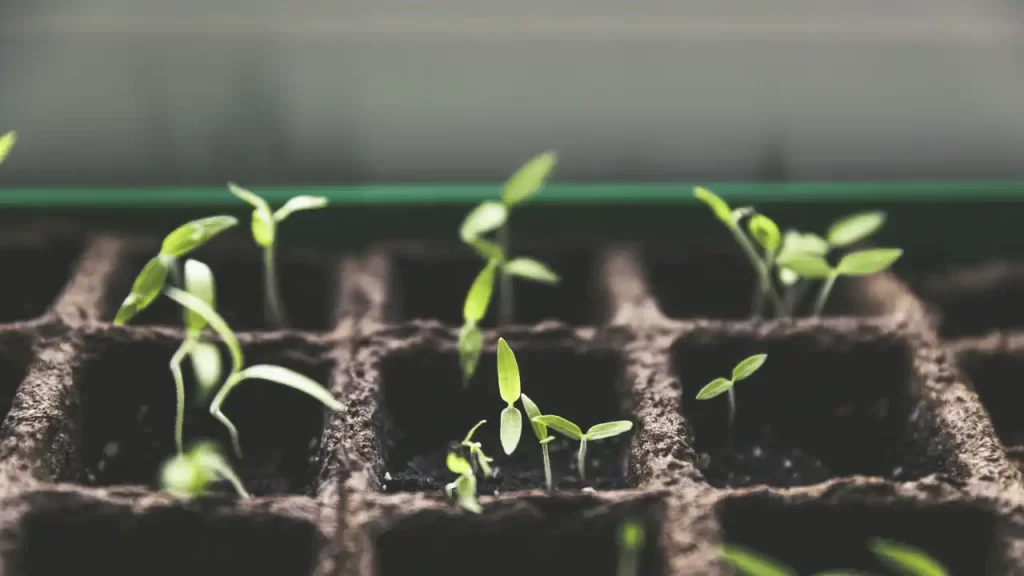 How To Plant Tomato and Pepper Together