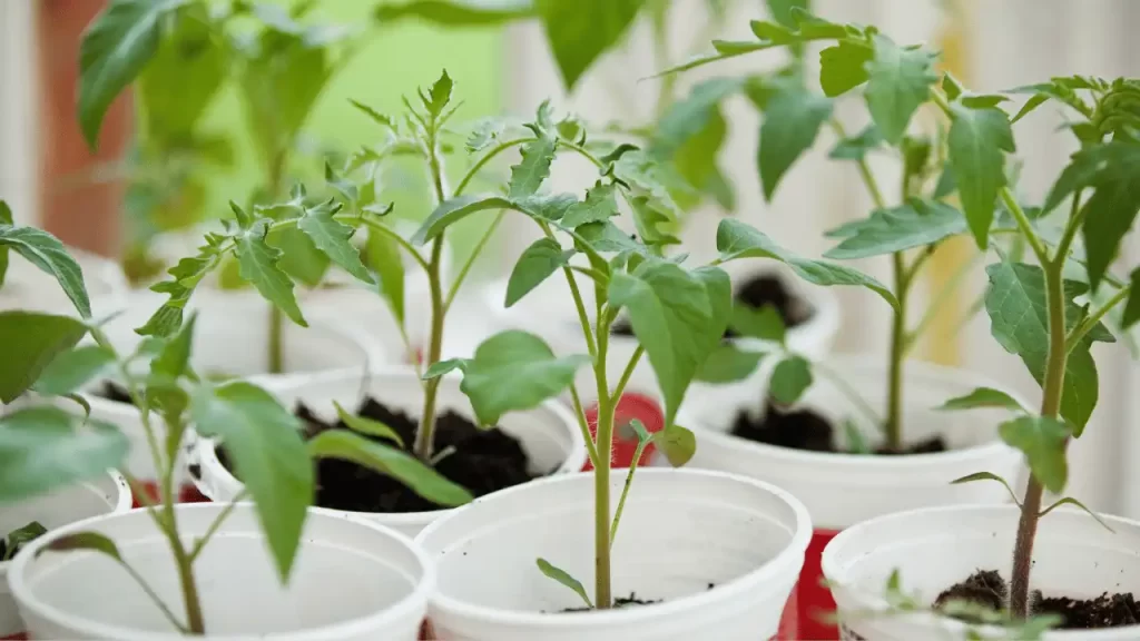 Tips To Grow Tomatoes And Peppers Together