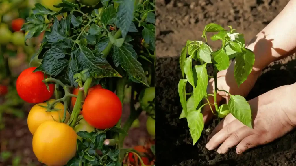 Should You Companion Plant Peppers and Tomatoes