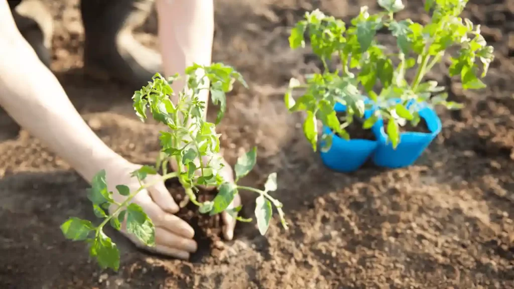 How To Plant Tomatoes