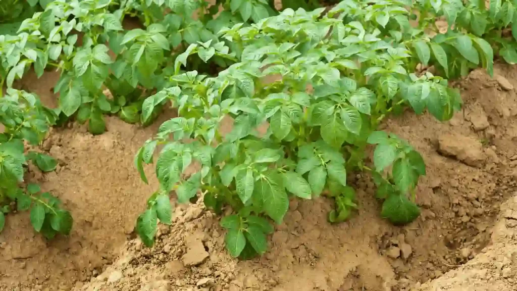 Growth and Harvesting potato plant