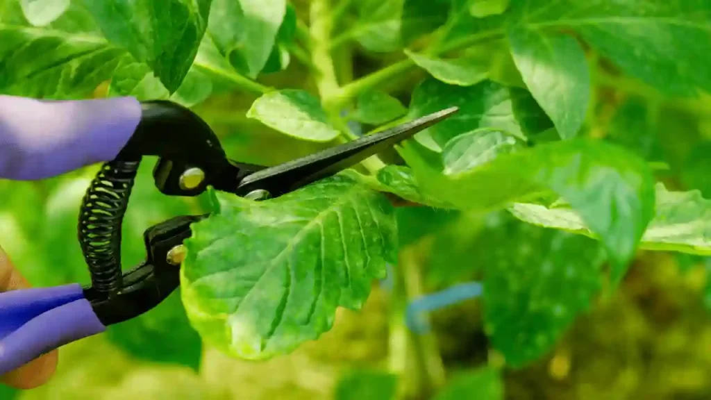 Prune Tomato Plant Carefully