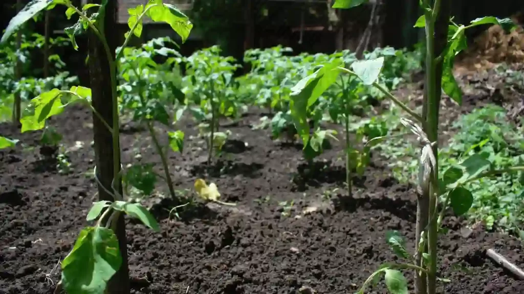 Should you use coffee grounds for tomatoes to stop weeds