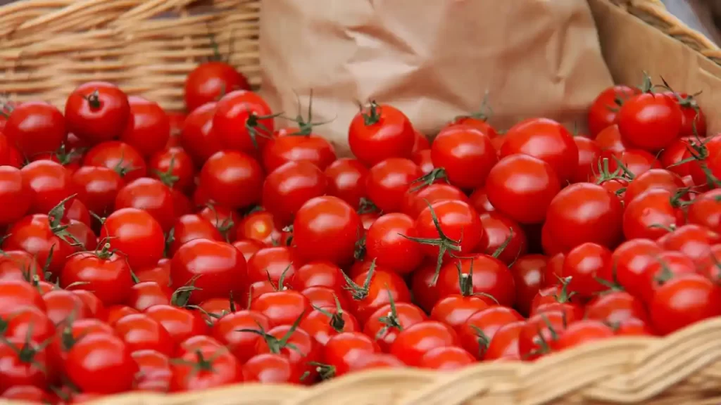 plucked cherry tomatoes and storing them