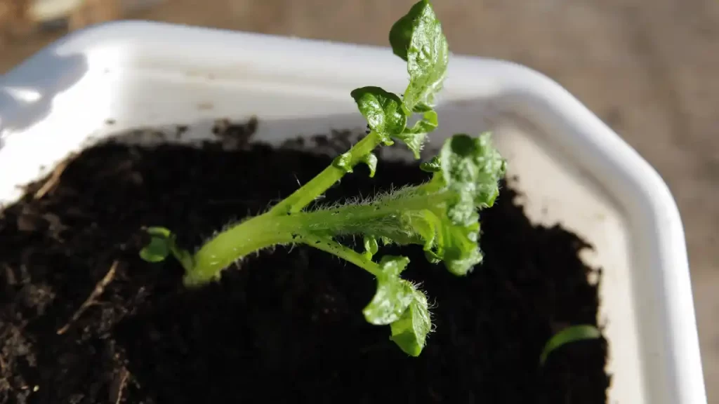 take off leaves from the stems