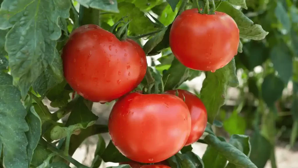 Keep Tomato Fruit Shaded