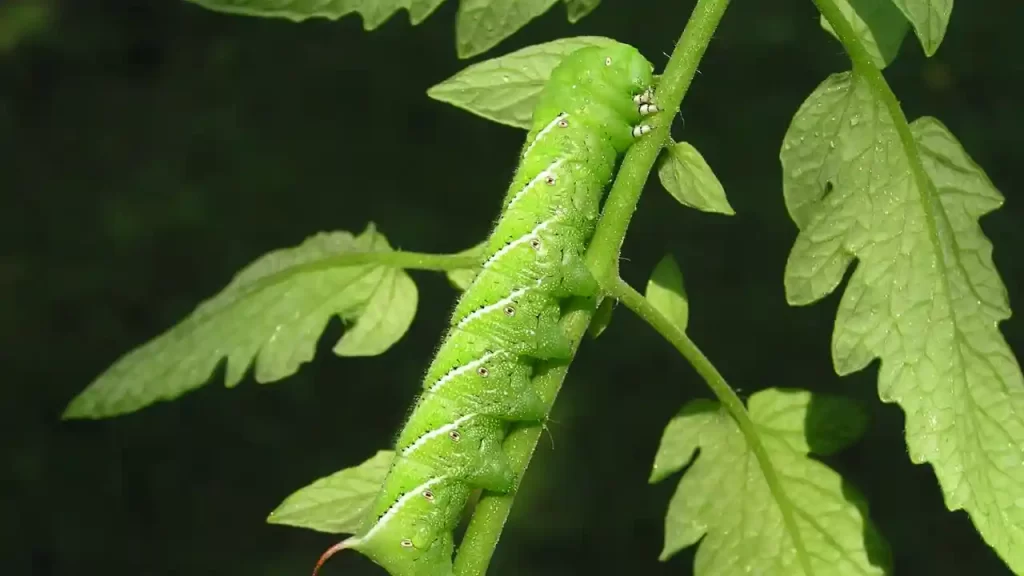 tomato hornworm