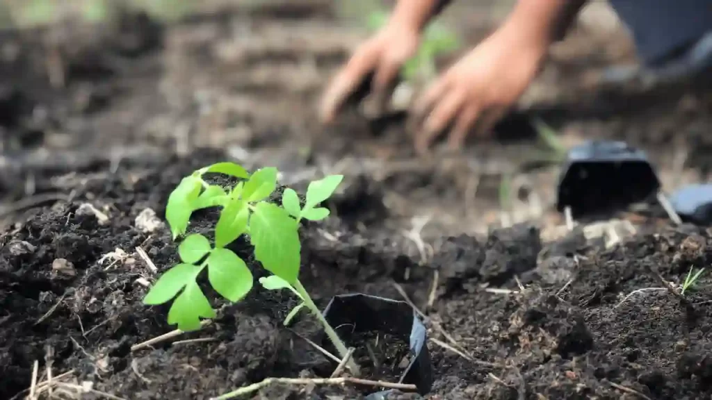 Aid tomato seed germination