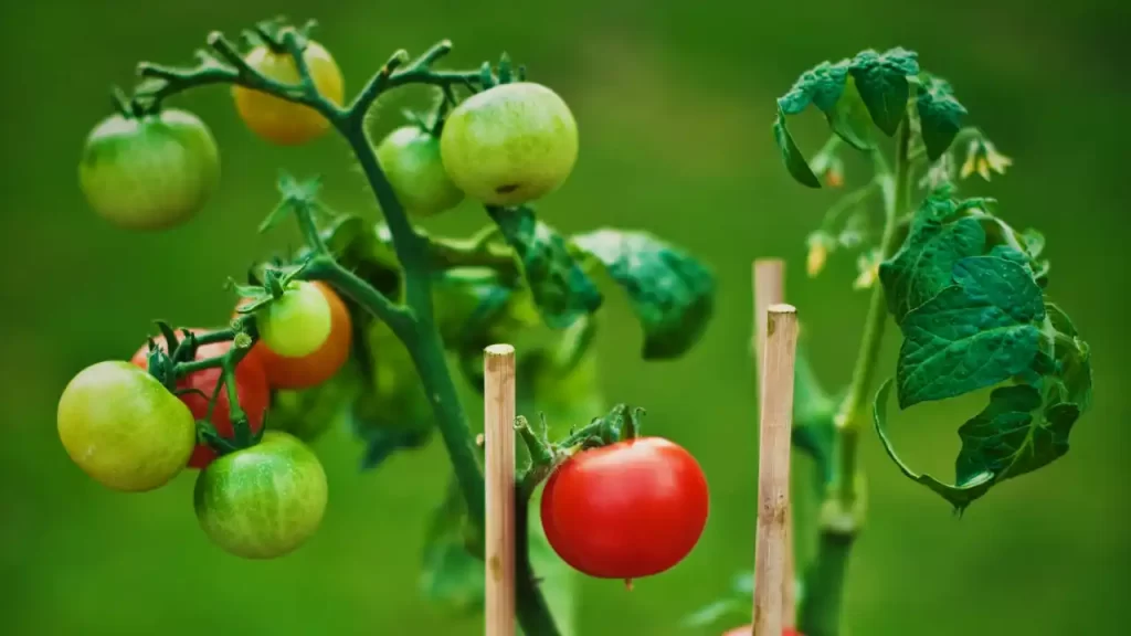 How Much Water Do Tomato Plants Need