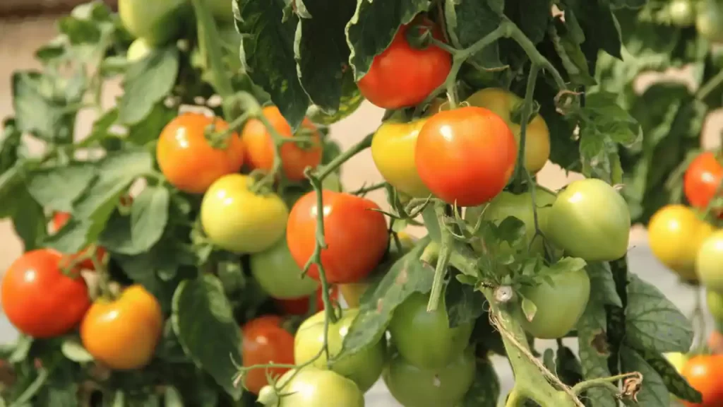 tomato plant Growing Requirements