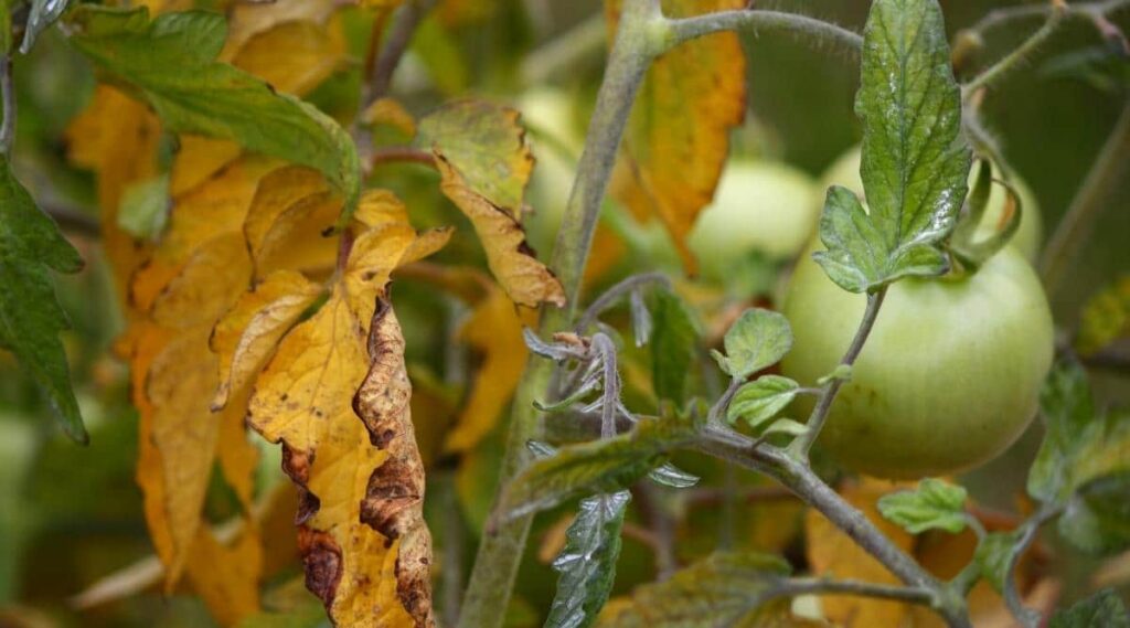 Fix Yellowing Tomato Leaves