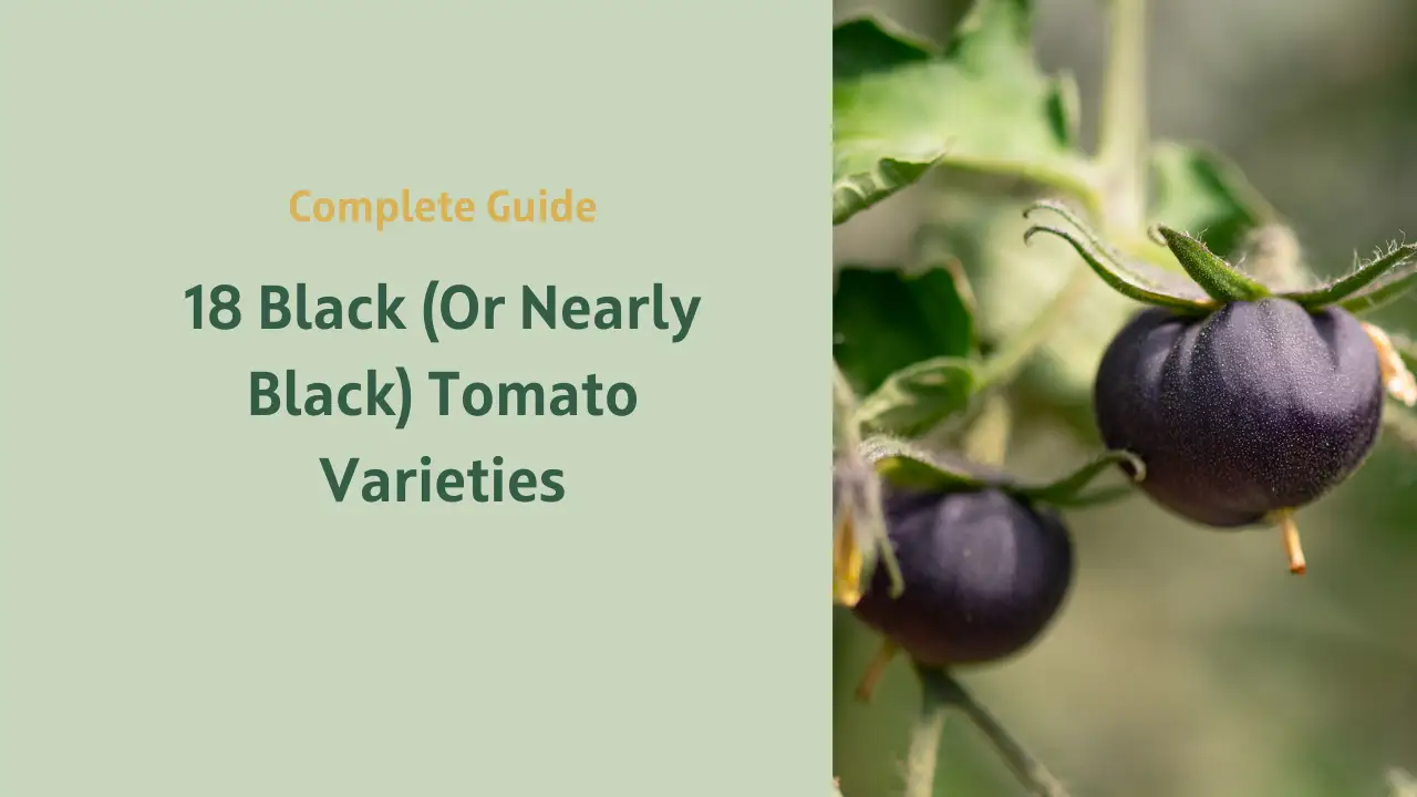 18 Black (Or Nearly Black) Tomato Varieties