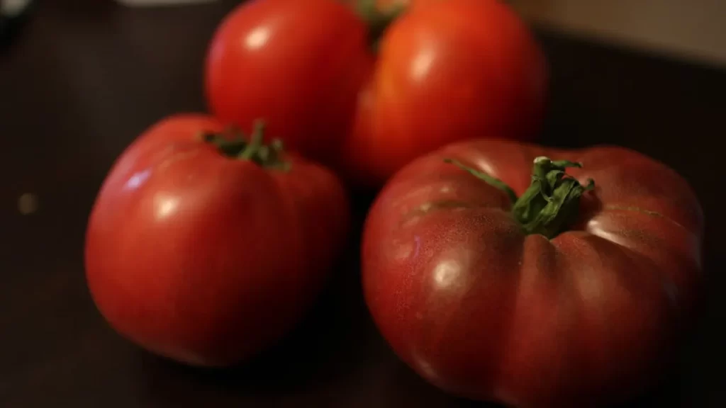 fully grown Cherokee Purple tomatoes