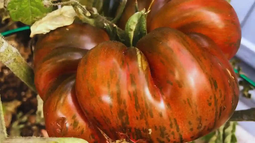 Chocolate Stripes tomato plant variety