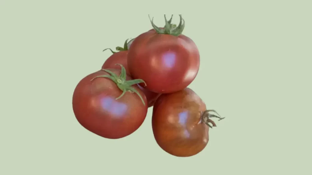 Dwarf Velvet Night tomato variety