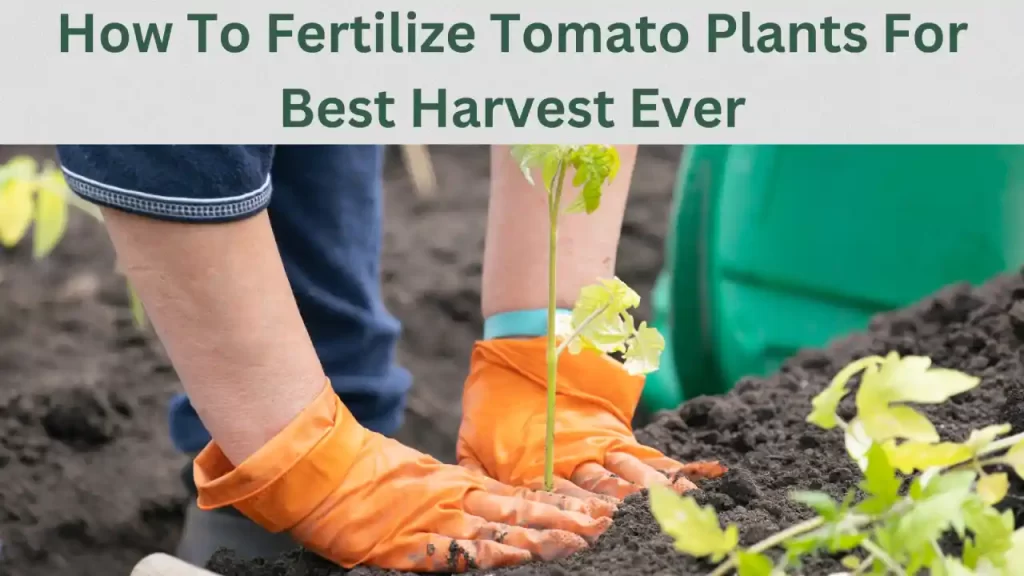 How To Fertilize Tomato Plants For Best Harvest Ever | GardenToolLife