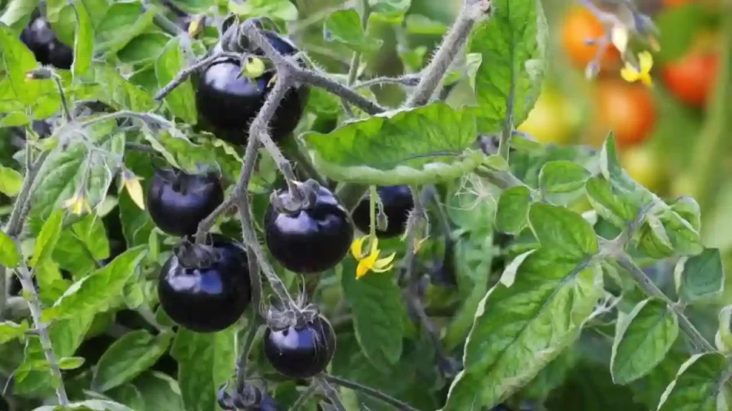 Indigo Rose tomato plant variety