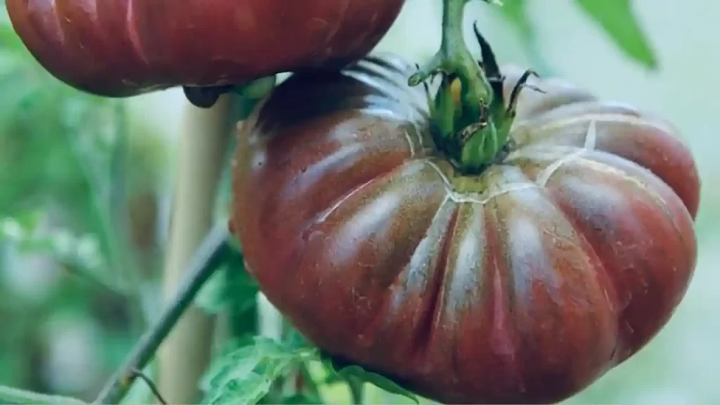 Purple Calabash variety