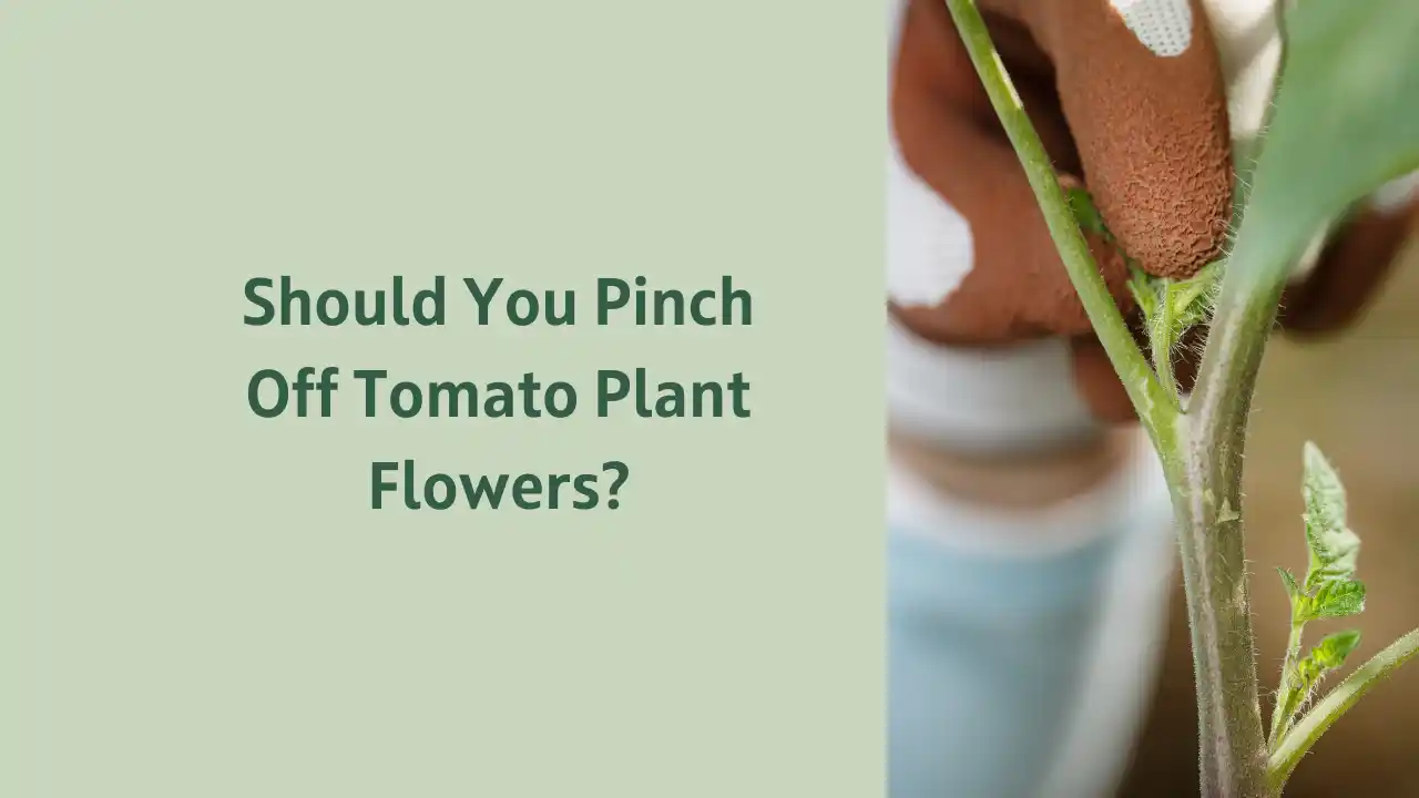 Should You Pinch Off Tomato Plant Flowers?