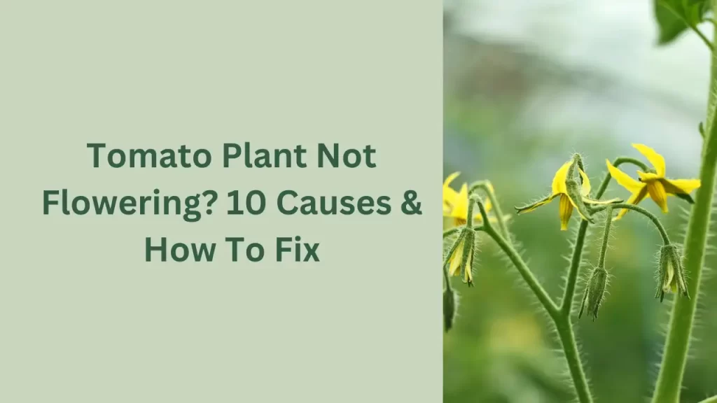 tomato-plant-not-flowering-10-causes-how-to-fix-gardentoollife