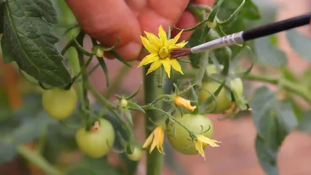 hand pollinating tomato