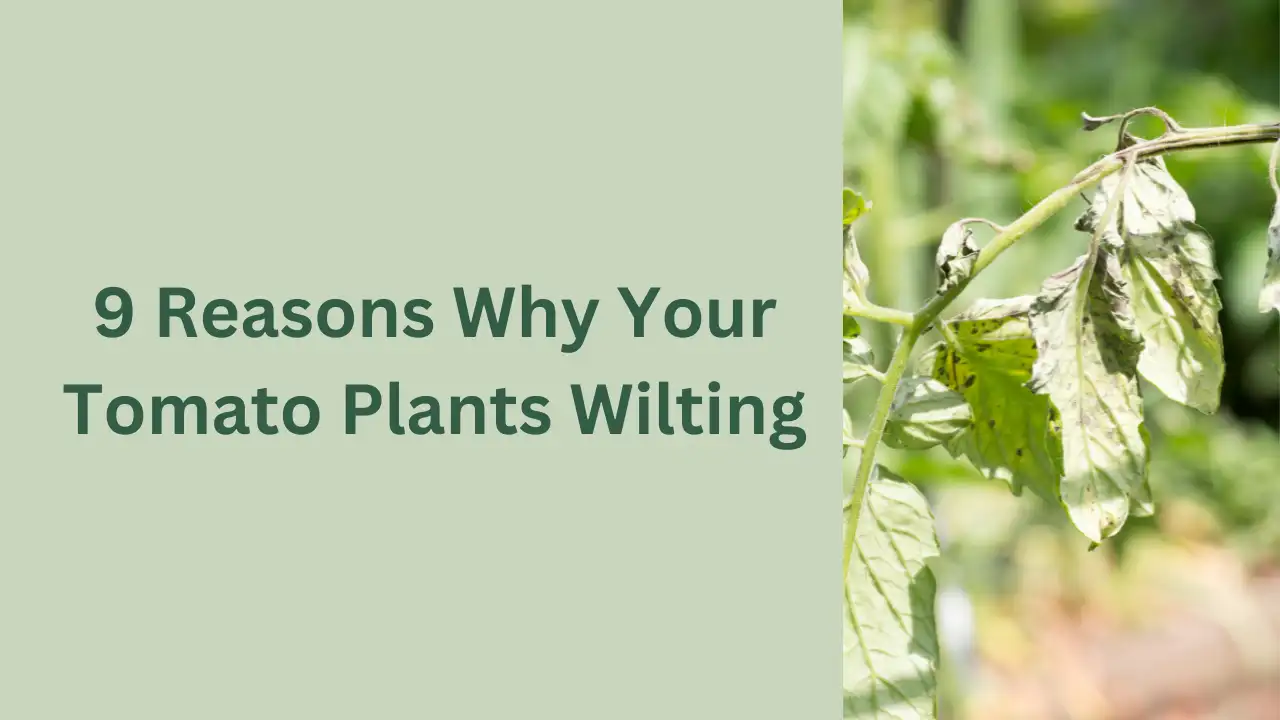 9 Reasons Why Your Tomato Plants Wilting and How To Fix This!