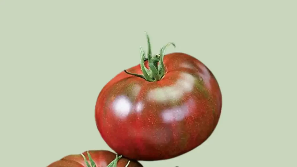 carbon tomato