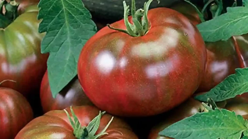 amazon chocolate black tomato variety