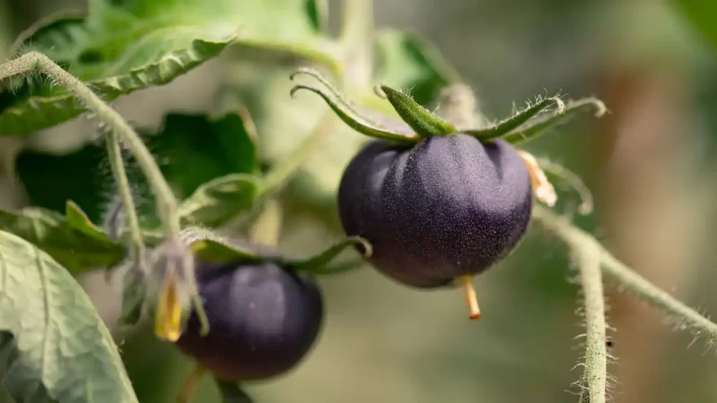 black beauty tomato