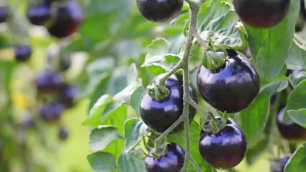 black beauty tomato characteristics