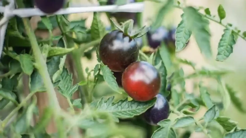 black cherry tomato plant variety