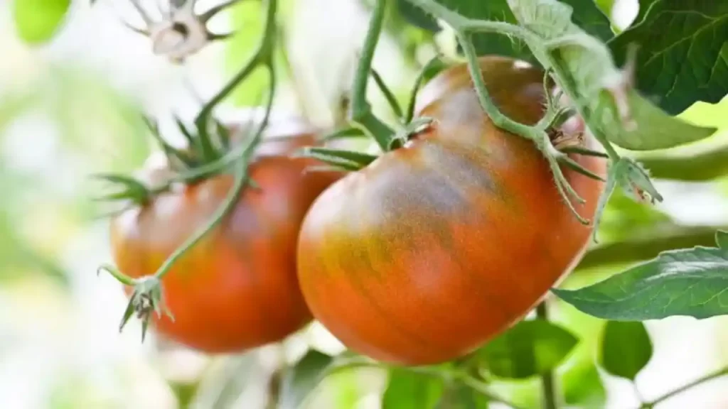 black prince tomato variety