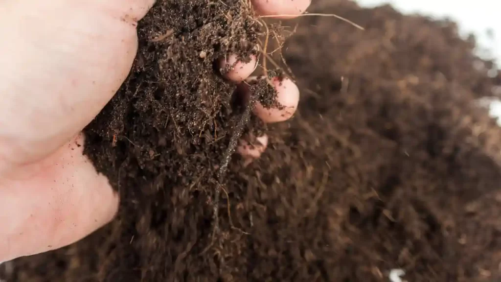 Black Tomatoes Soil Requirements