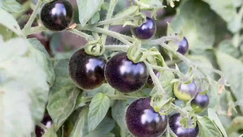 How To Care For Black Beauty Tomatoes