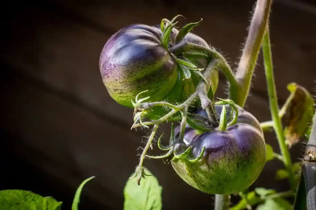 dark galaxy tomato plant