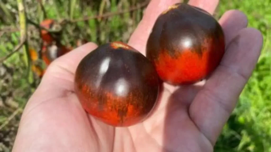 dark tiger tomato variety