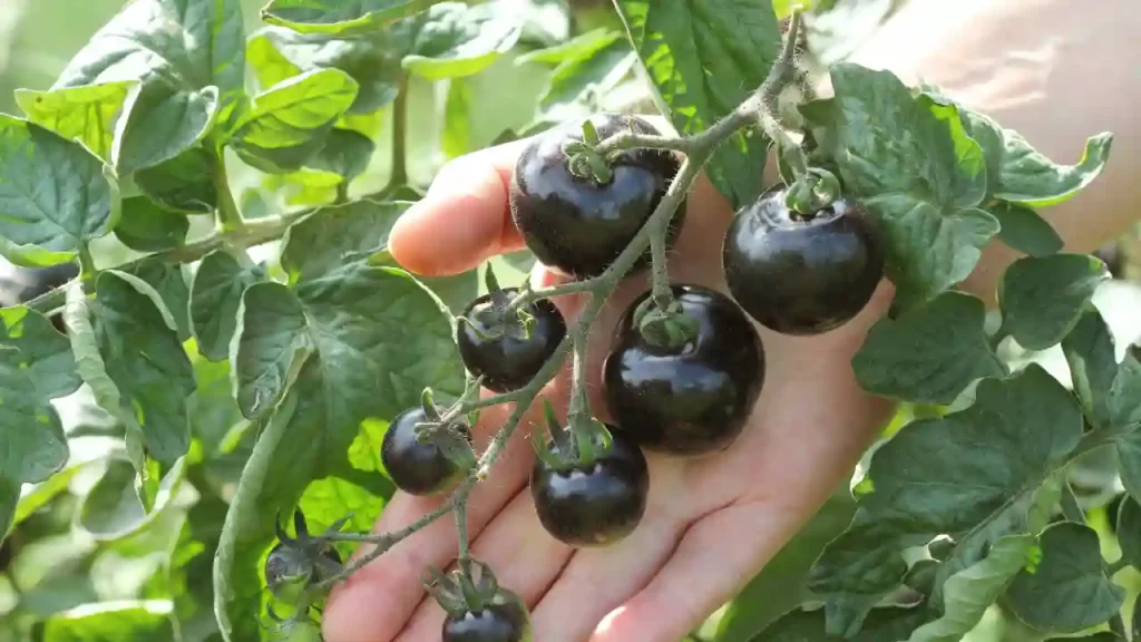 when and how to harvest black tomatoes