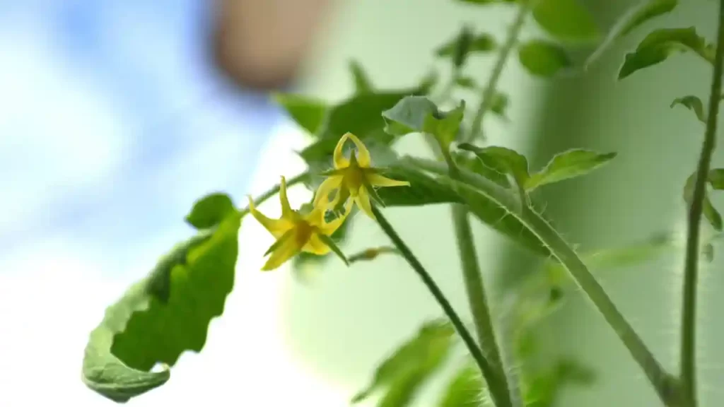 How To Increase Flowers On Tomato Plants