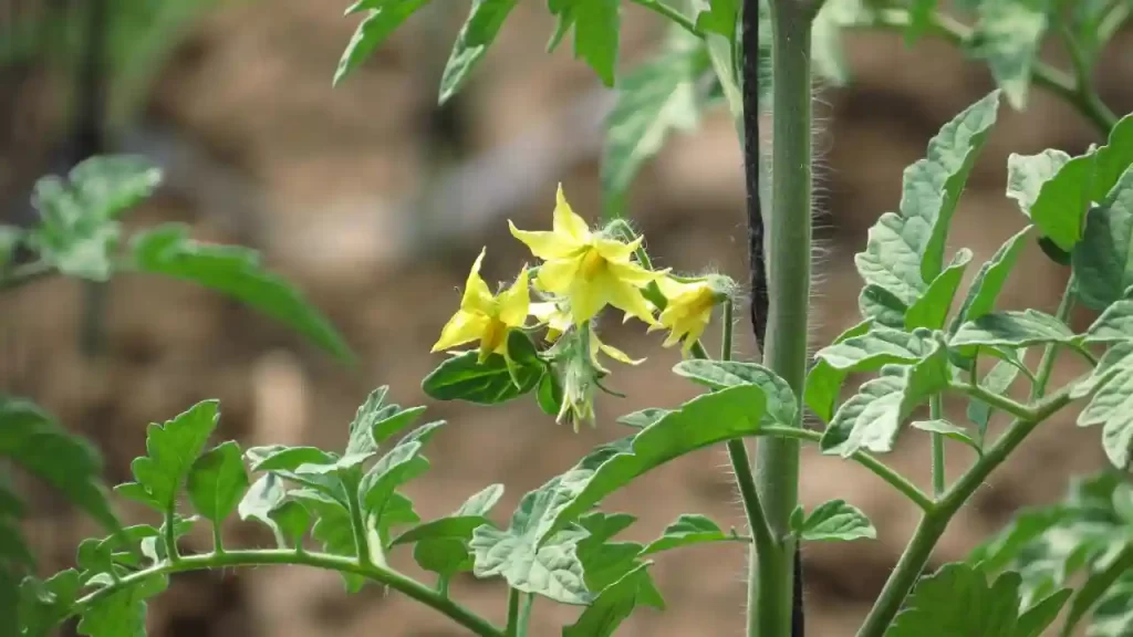 leafy growth of tomato plants 1