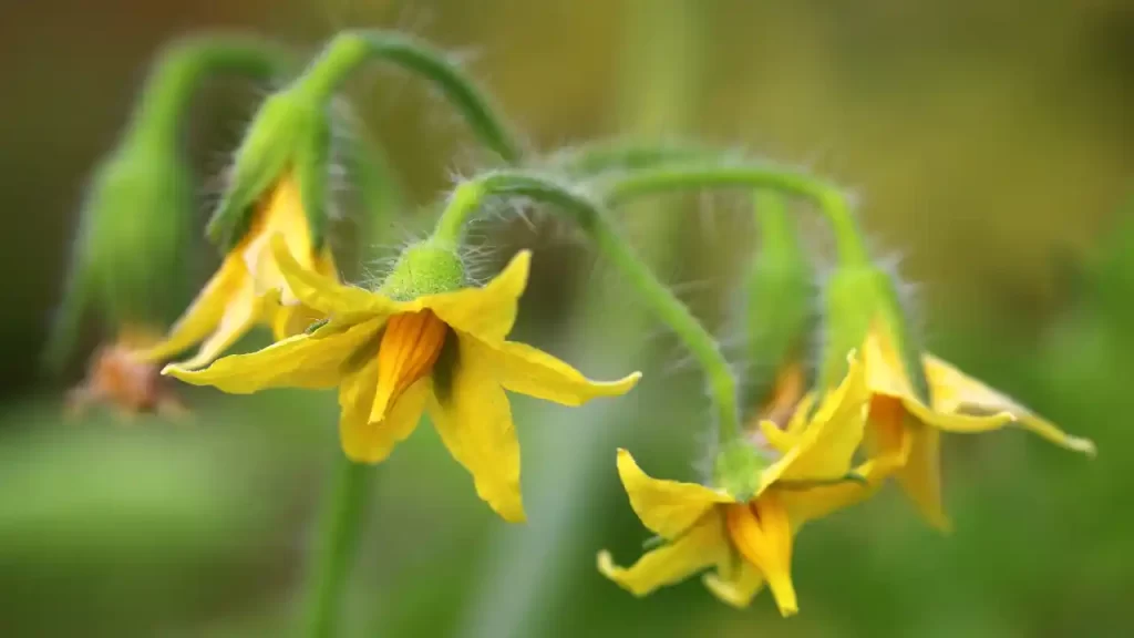 What Are Tomato Flowers