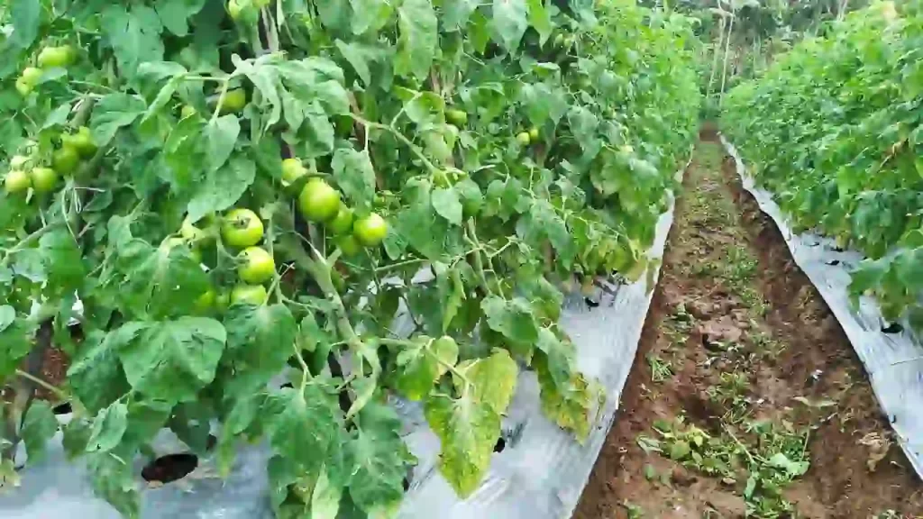 How far apart to plant tomatoes in a raised bed