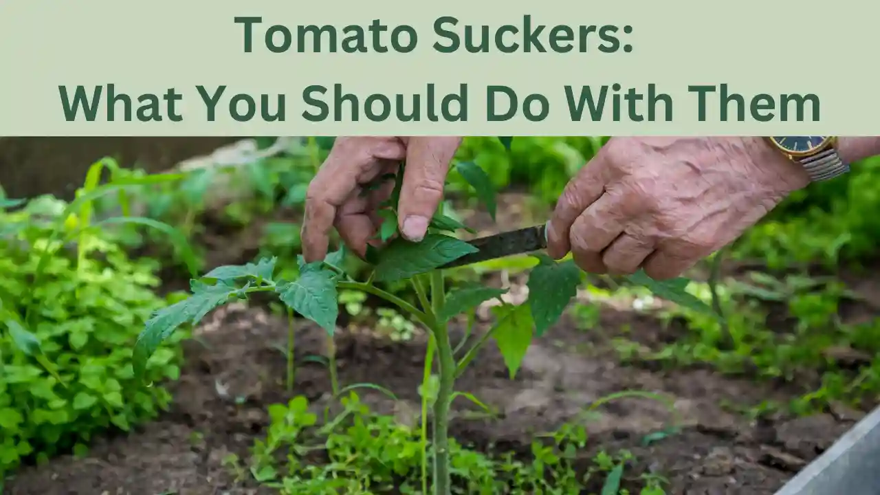 Tomato Suckers: What You Should Do With Them